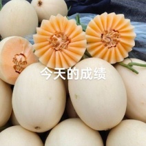 精品红金蜜甜瓜大量上市，价格合理质量保证一手货源