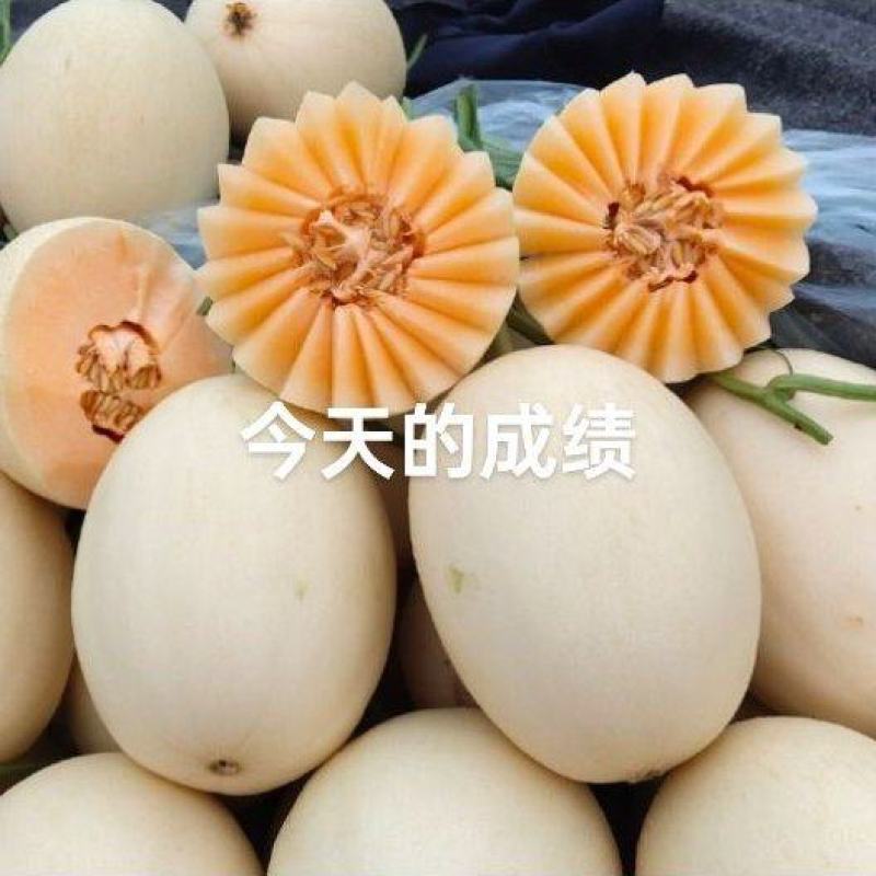 精品红金蜜甜瓜大量上市，价格合理质量保证一手货源
