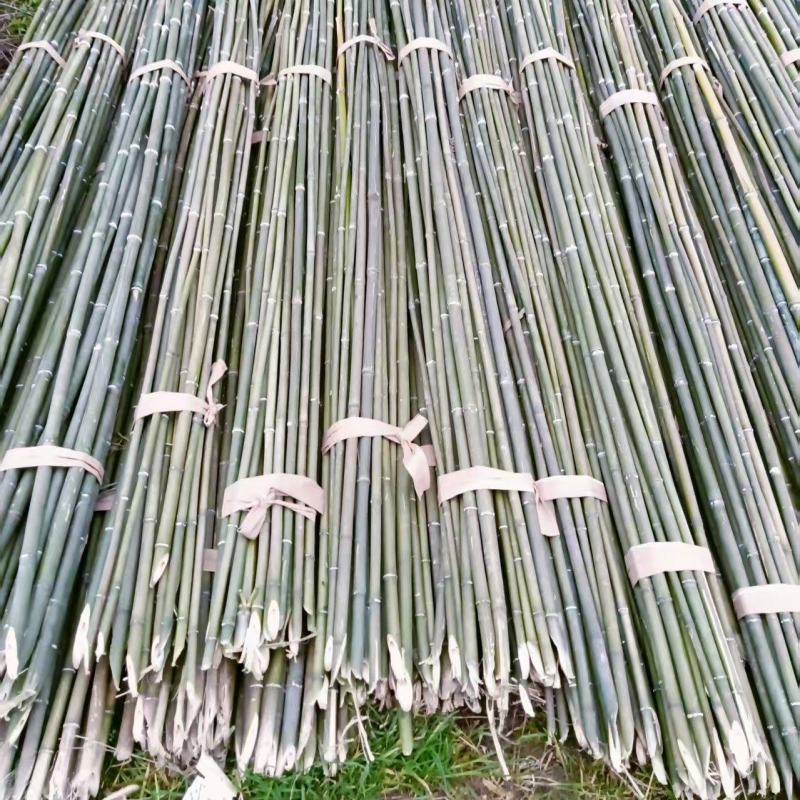 绿竹，菜架竹，毛竹，楠竹