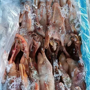二级老麻鸭