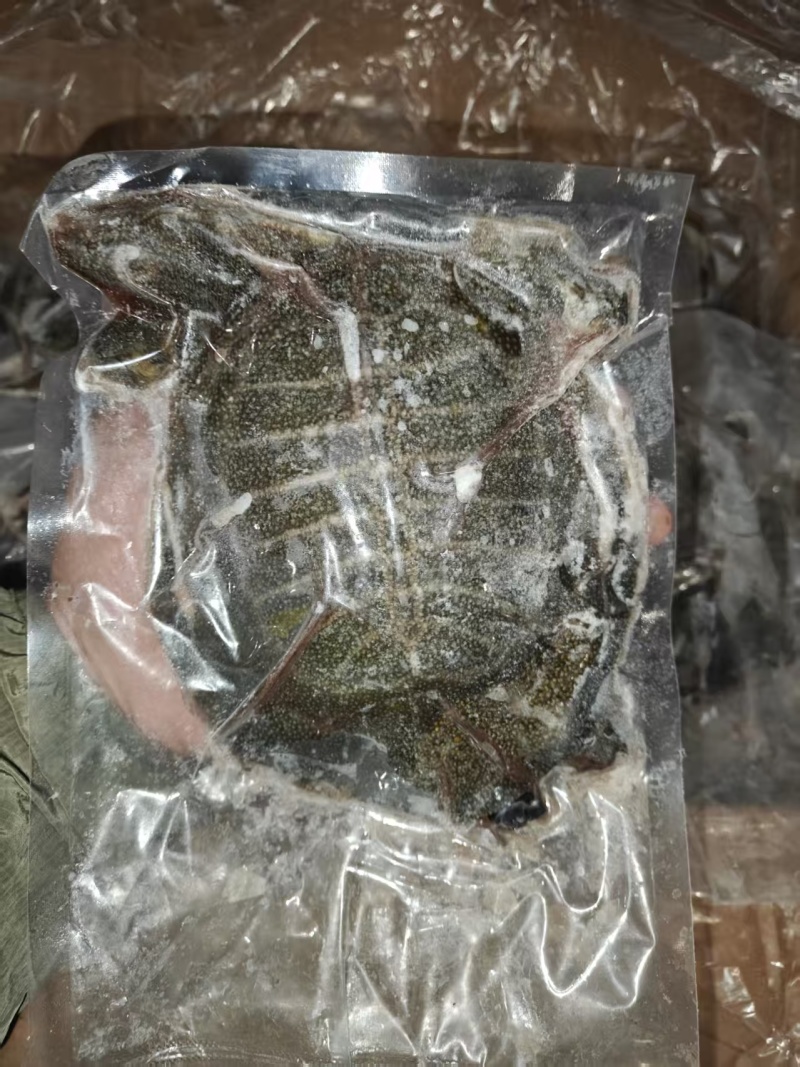 甲鱼