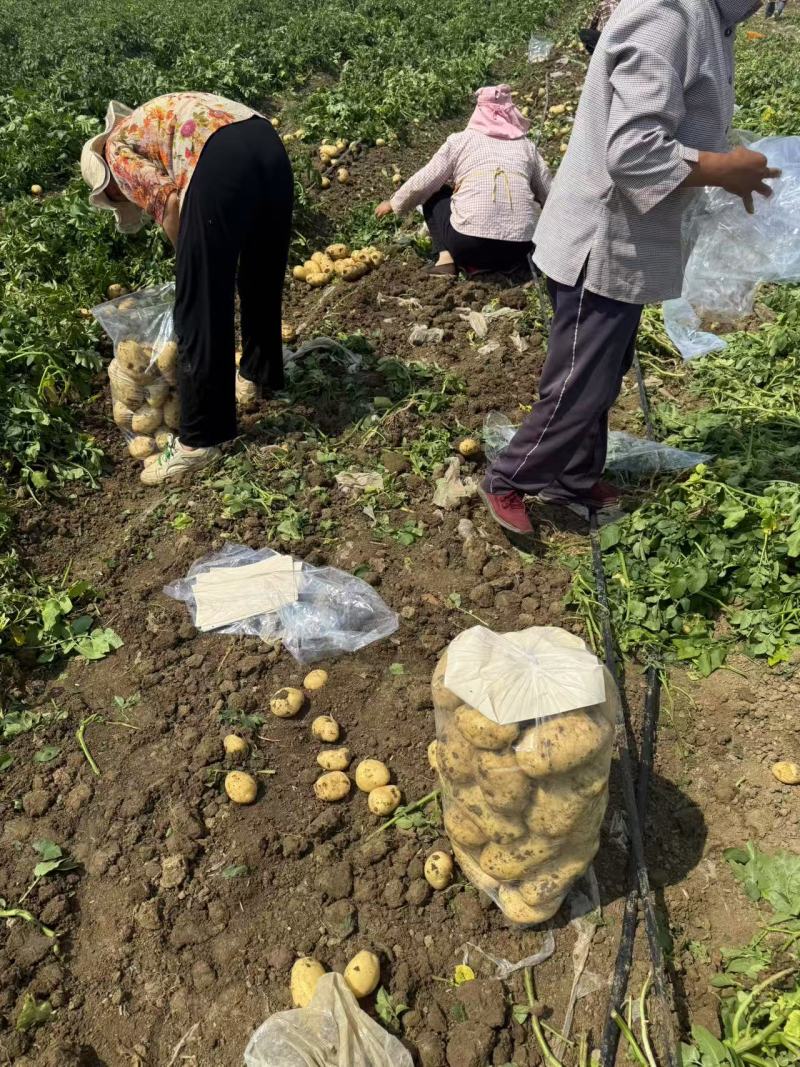 精品土豆/实验1号/沃土5号/黄心土豆/荷兰十五/中薯