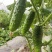 小黄瓜每天供应100斤，找同城老板