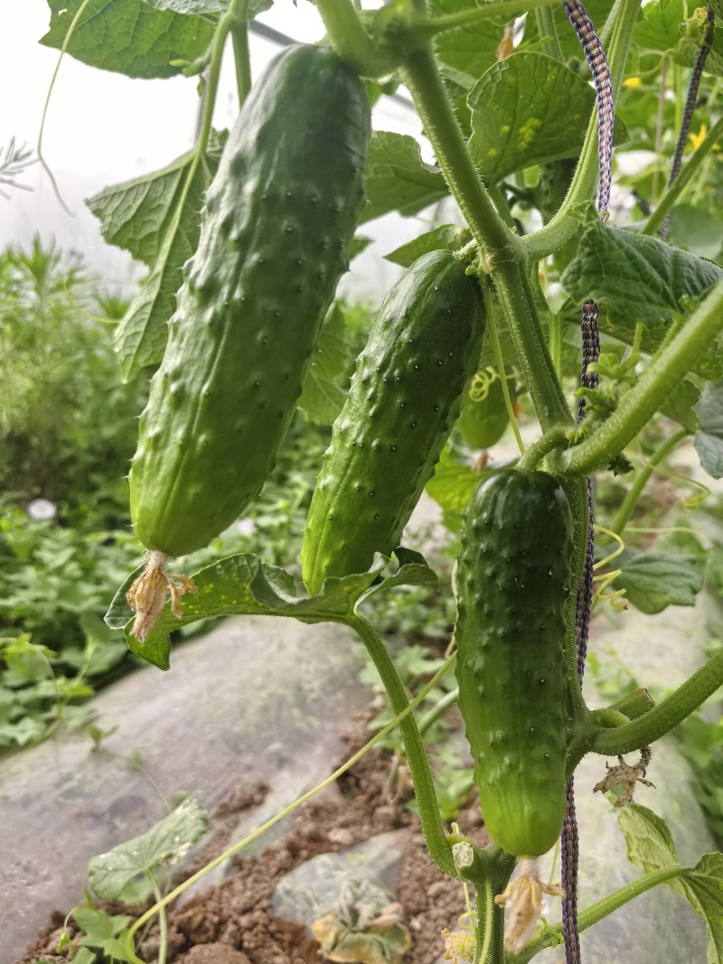小黄瓜每天供应100斤，找同城老板