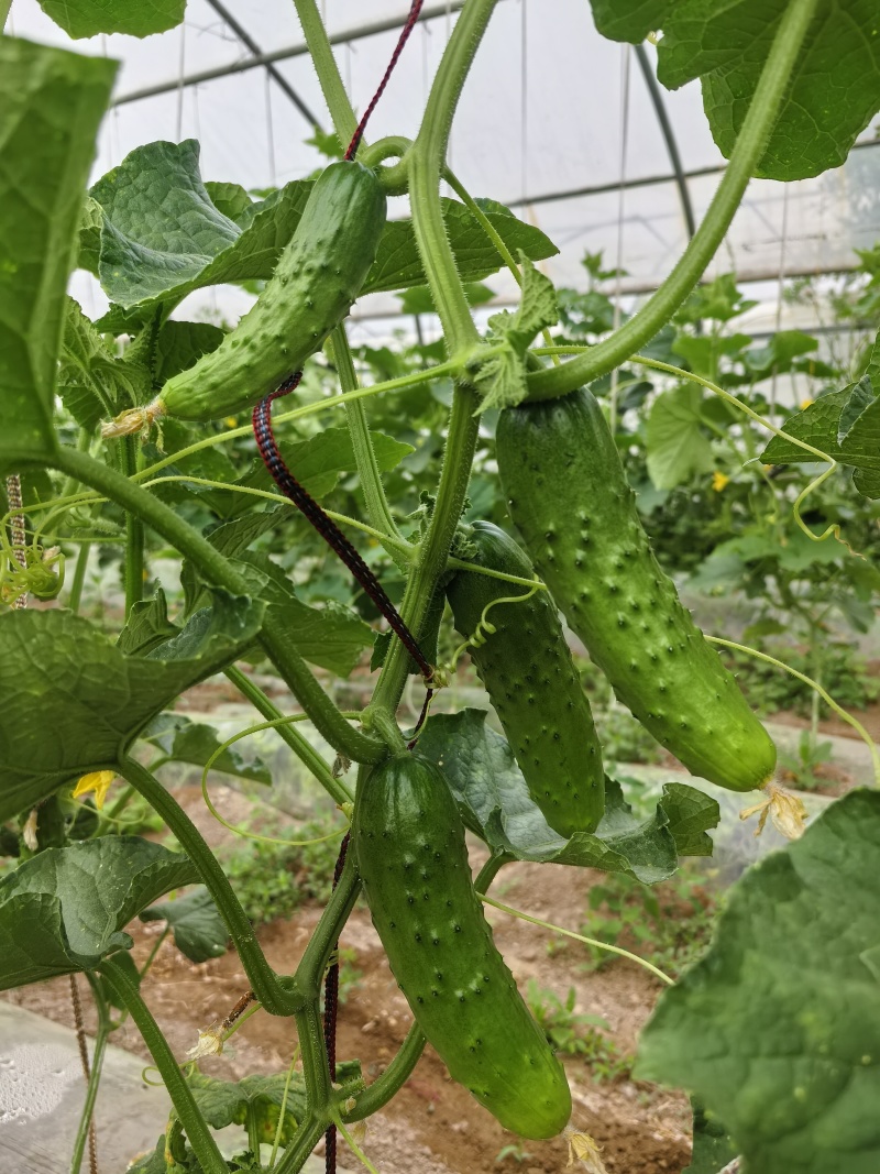 小黄瓜每天供应100斤，找同城老板