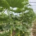 小黄瓜每天供应100斤，找同城老板