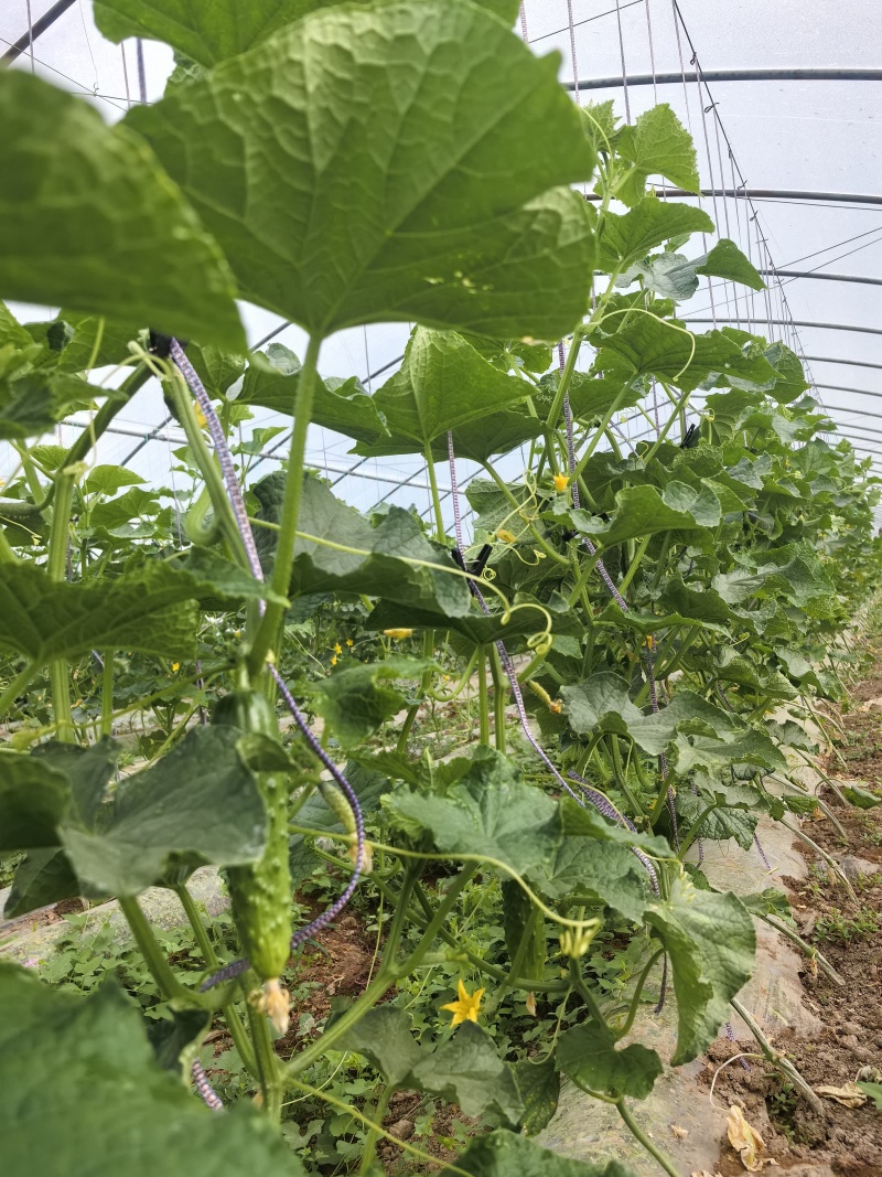 小黄瓜每天供应100斤，找同城老板