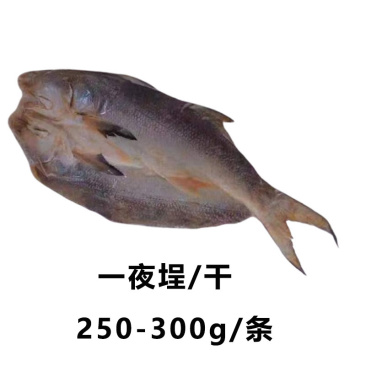 马友鱼一夜埕/干250-300g/条