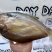 马友鱼一夜埕/干250-300g/条