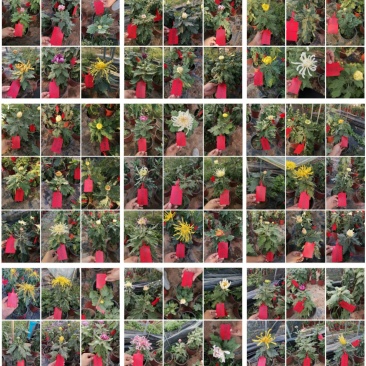 标本菊花，一百多种菊花
