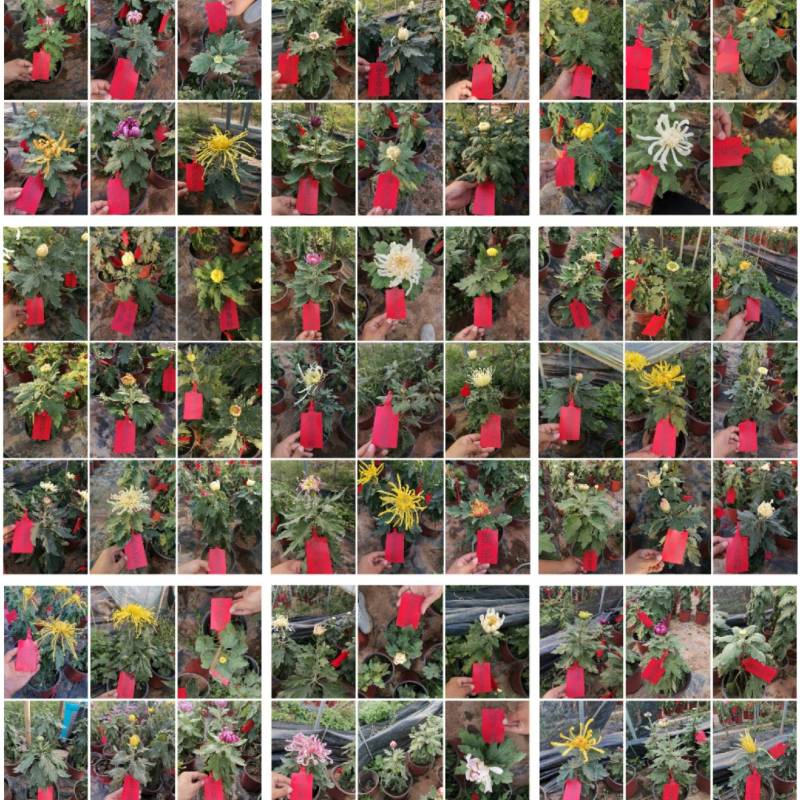 标本菊花，一百多种菊花