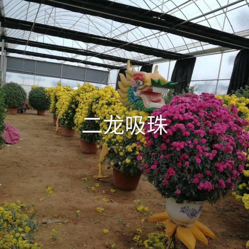菊花造型