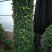 菊花造型