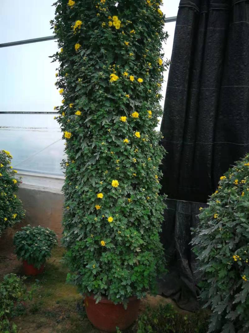 菊花造型