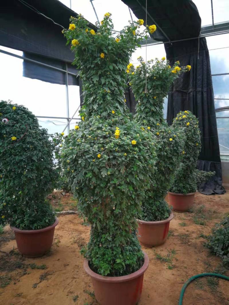 菊花造型