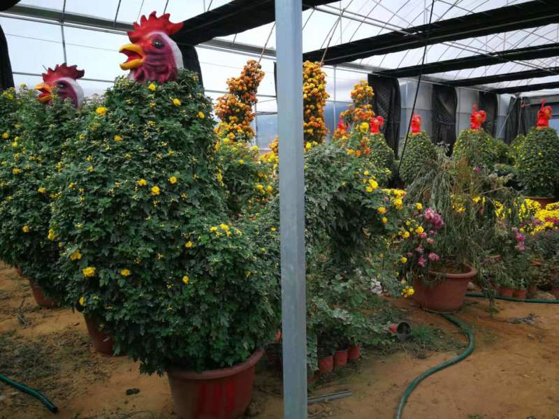 菊花造型