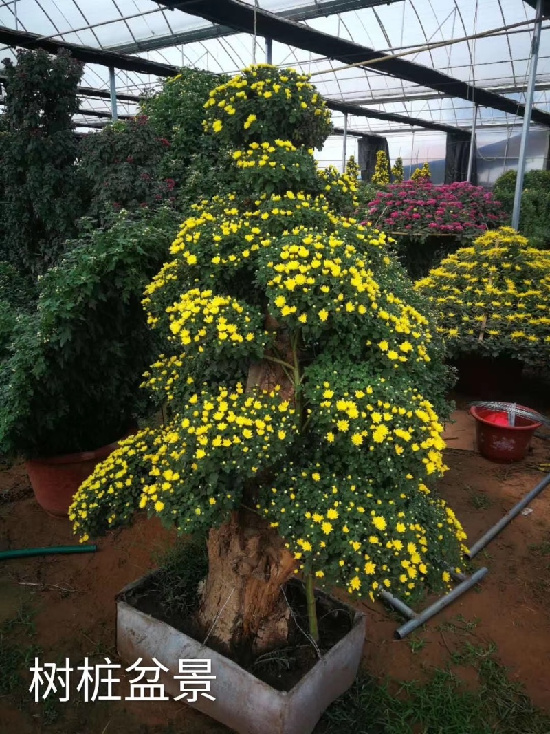 菊花造型
