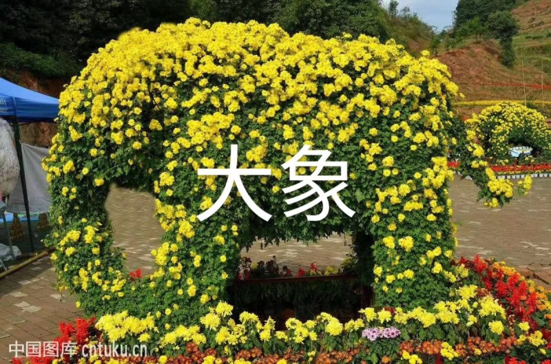 菊花造型