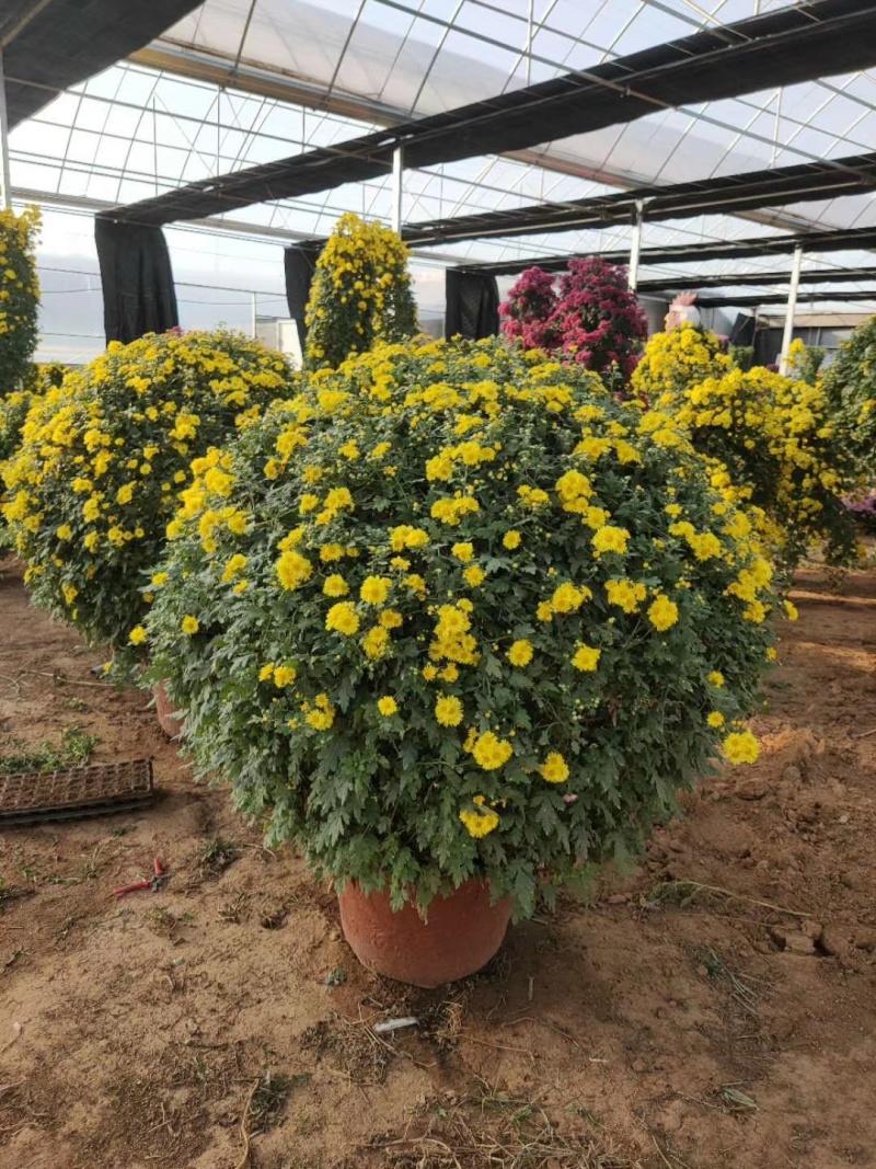 菊花造型