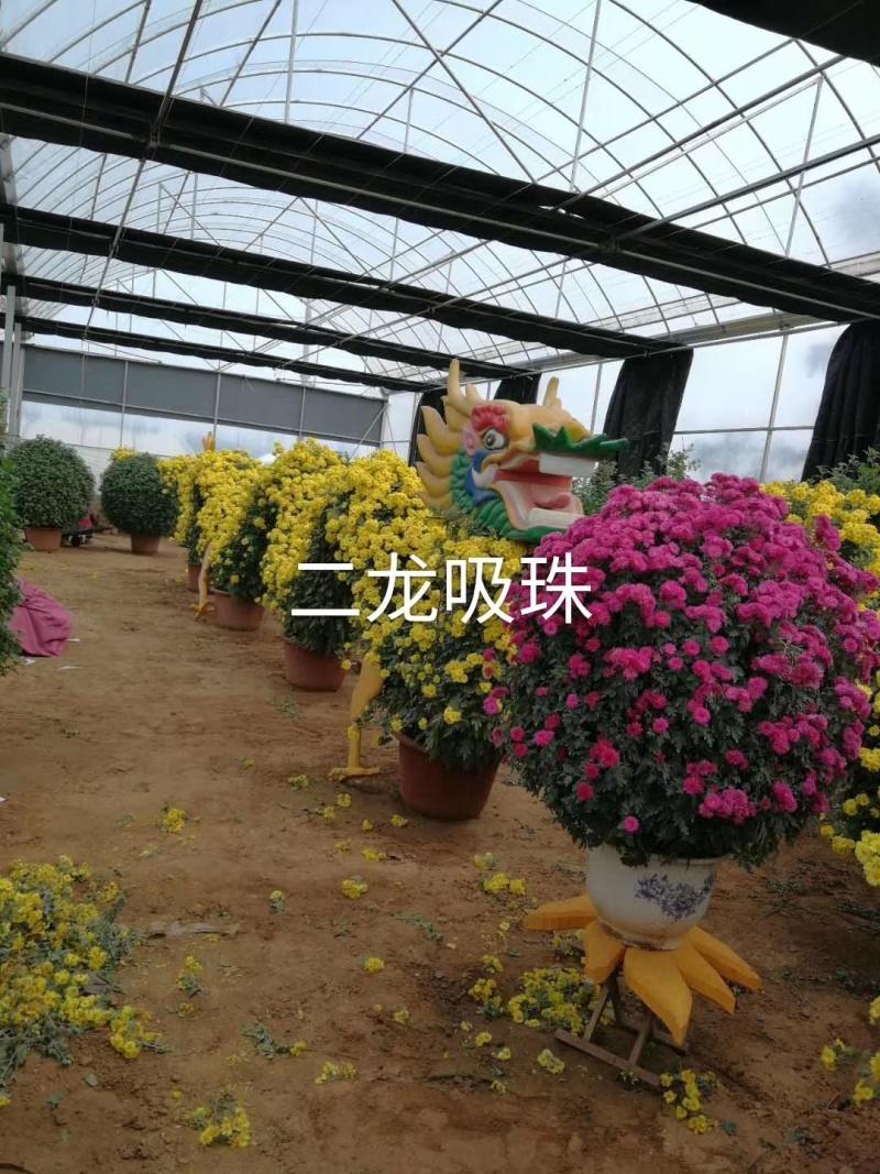 菊花造型