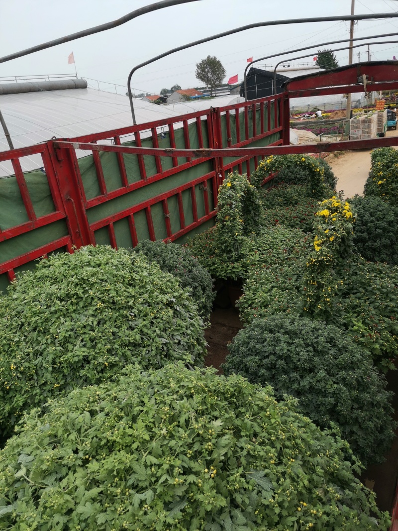 菊花造型