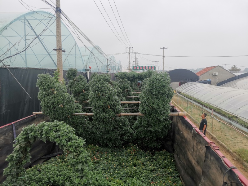 菊花造型