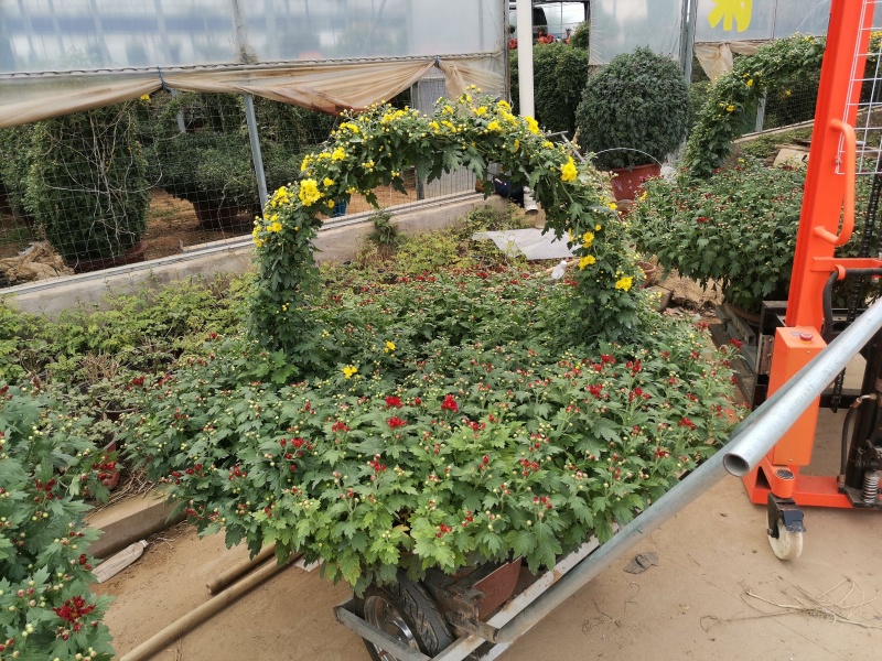 菊花造型