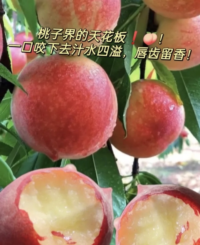 抢“鲜”上市！早熟春雪桃甜蜜来袭可视频看货