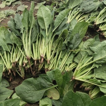 乌兰察布兴和县俩排半三排菠菜大量出货