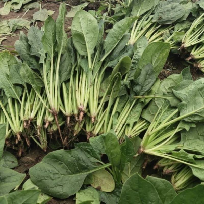 乌兰察布兴和县俩排半三排菠菜大量出货