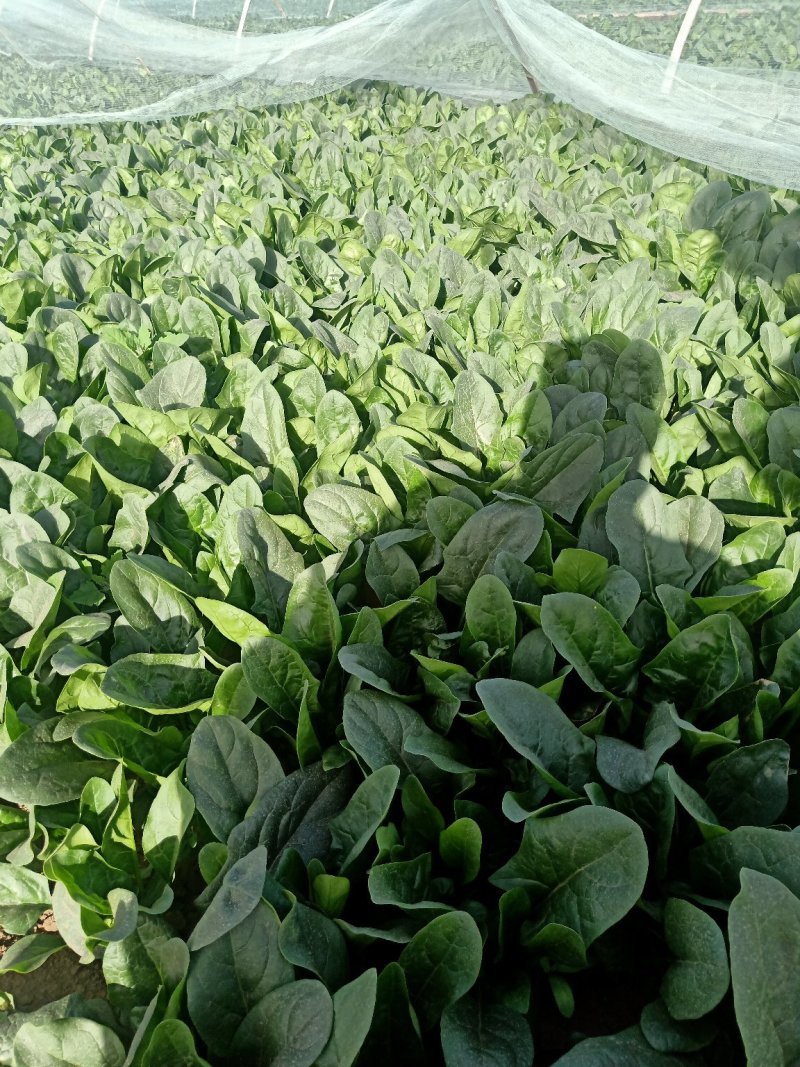 乌兰察布兴和县俩排半三排菠菜大量出货