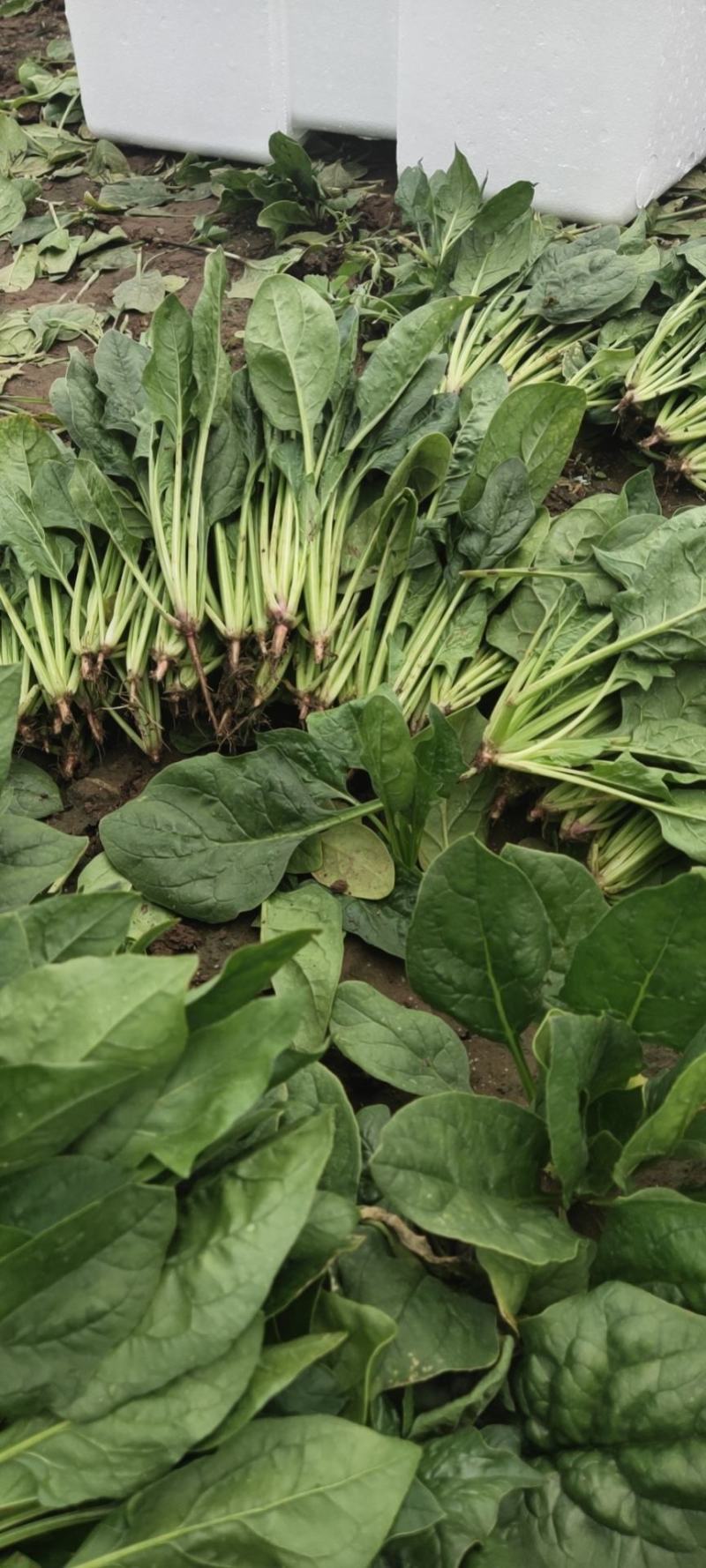 乌兰察布兴和县俩排半三排菠菜大量出货