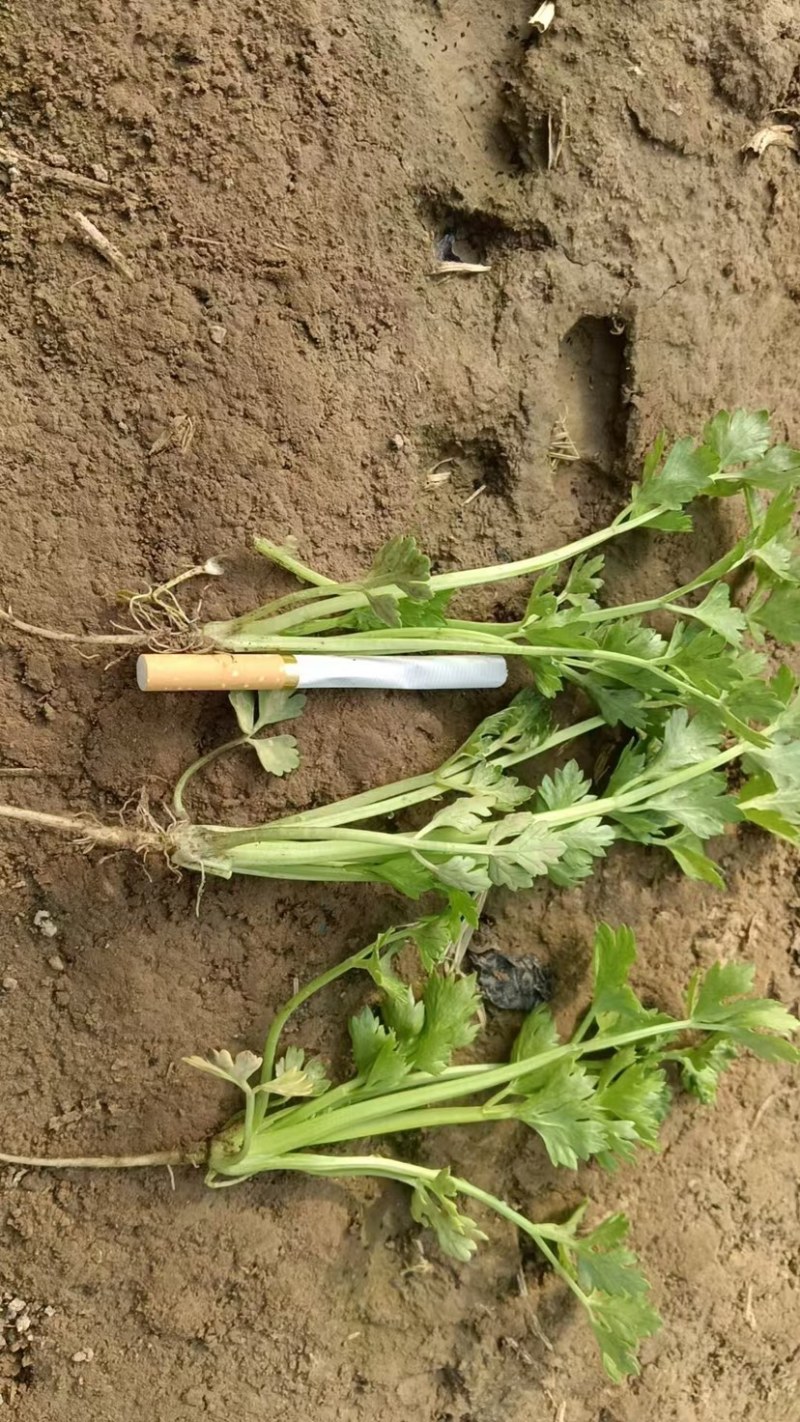 西芹苗法国皇后当天拔苗当天发货，保证质量数量，包后期管理