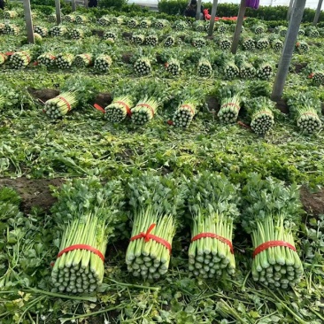 西芹滑县产地直销欢迎新老顾客前来选购/产地直发