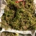 压块水苔青苔源头厂家一手货源品质好价格优惠欢迎订制