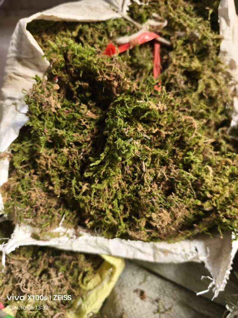 压块水苔青苔源头厂家一手货源品质好价格优惠欢迎订制