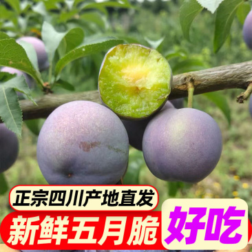 正宗四川五月脆脱骨李凤凰李对接市场果电商多多平台入仓果