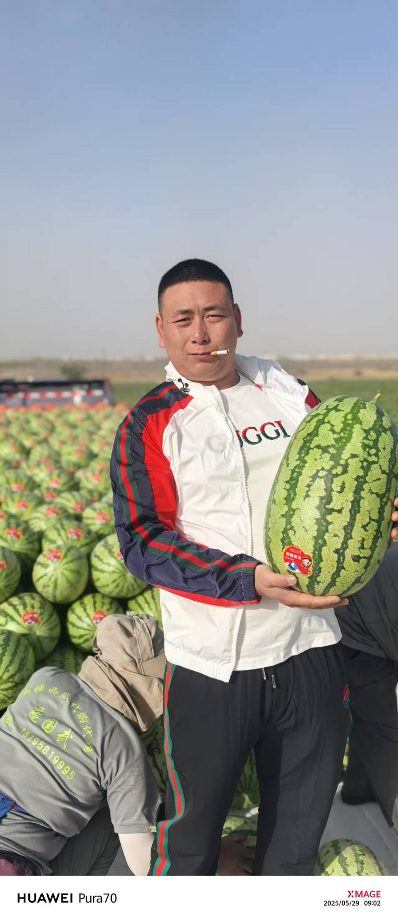 对接全国一手货源新疆金城五号西瓜口感暴甜对接全国欢迎采购