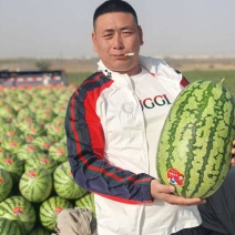 【实力供货】一手货源新疆吐鲁番金城五号西瓜清甜可口热卖中
