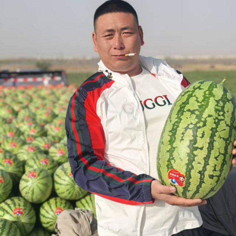 【实力供货】一手货源新疆吐鲁番金城五号西瓜清甜可口热卖中
