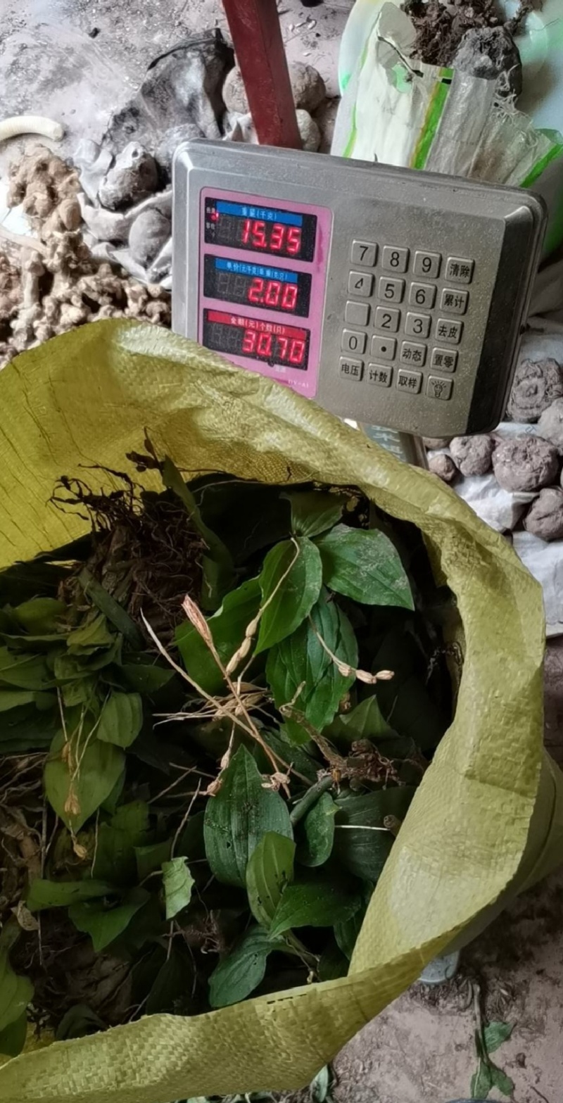 见血清、羊耳蒜