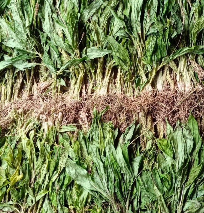 见血清、羊耳蒜