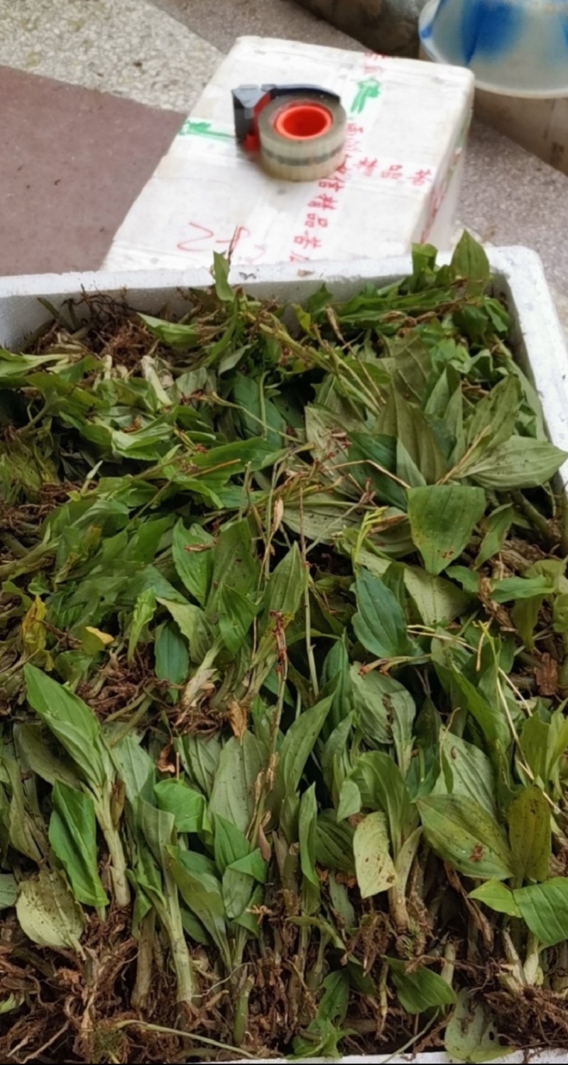 见血清、羊耳蒜