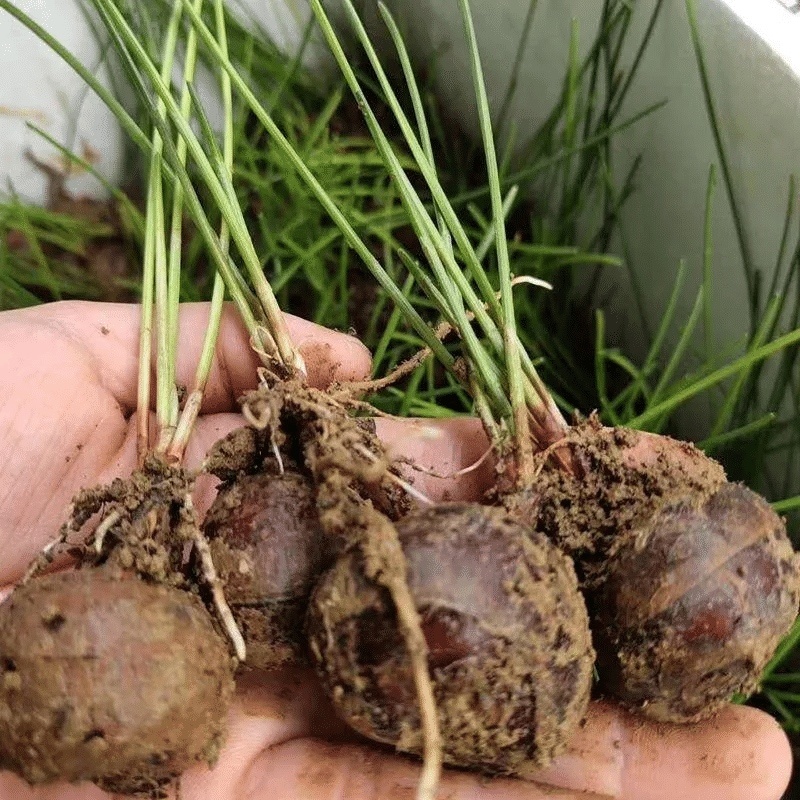 【每日推荐】广西荔浦正宗（荸荠苗）量大从优可视频