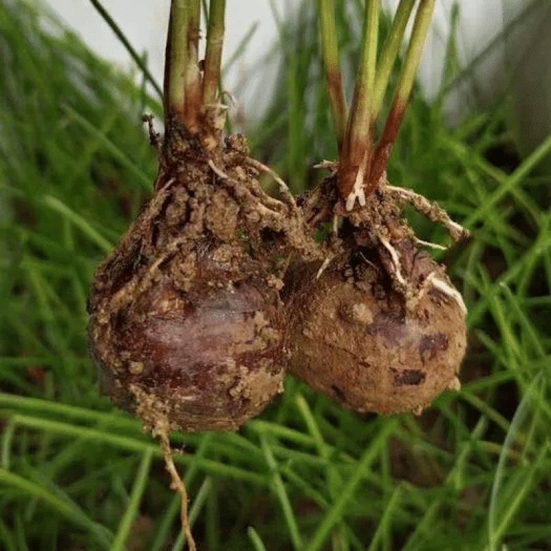 【每日推荐】广西荔浦正宗（荸荠苗）量大从优可视频