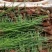 【每日推荐】广西荔浦正宗（荸荠苗）量大从优可视频