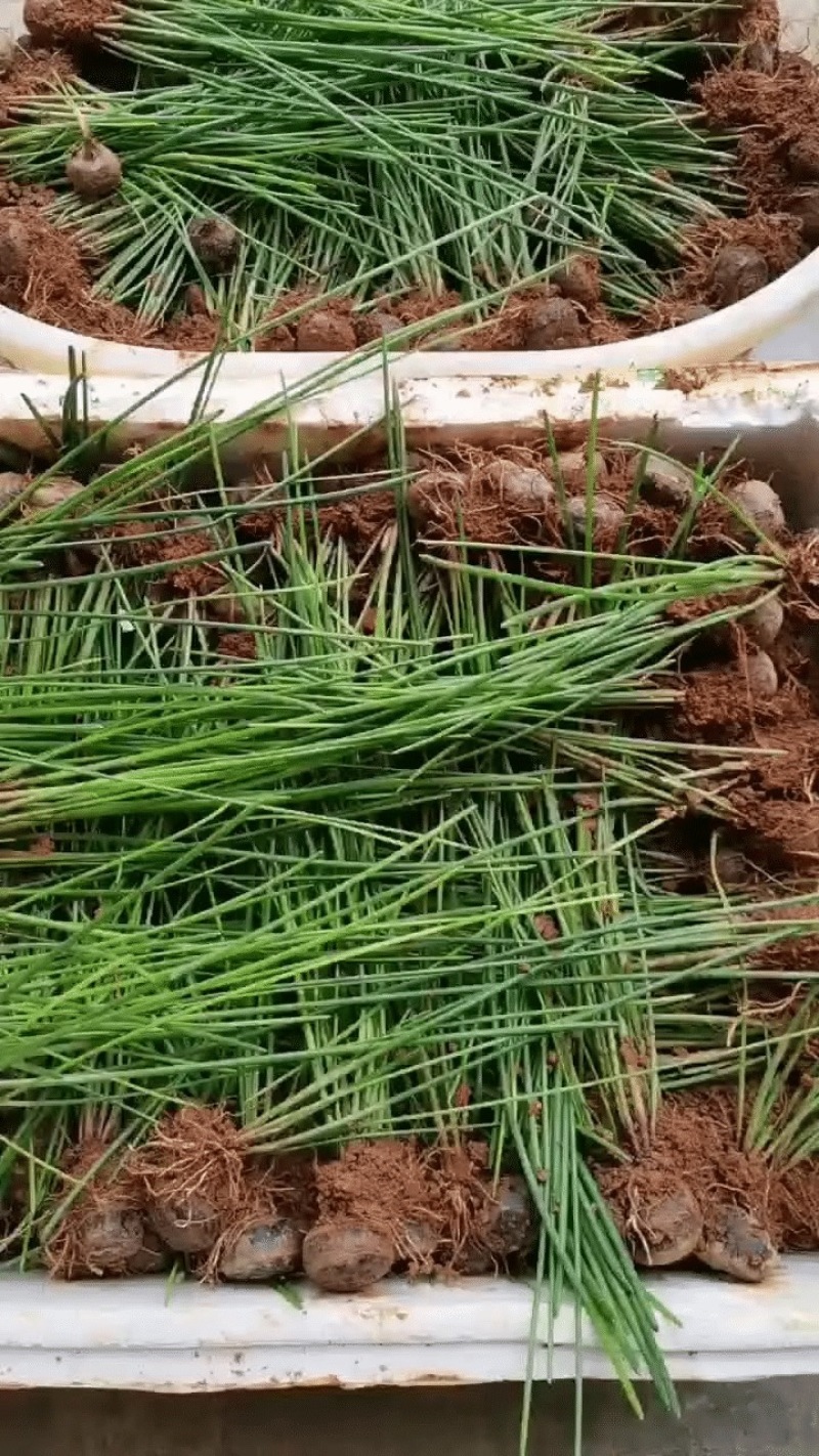 【每日推荐】广西荔浦正宗（荸荠苗）量大从优可视频