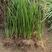 【每日推荐】广西荔浦正宗（荸荠苗）量大从优可视频