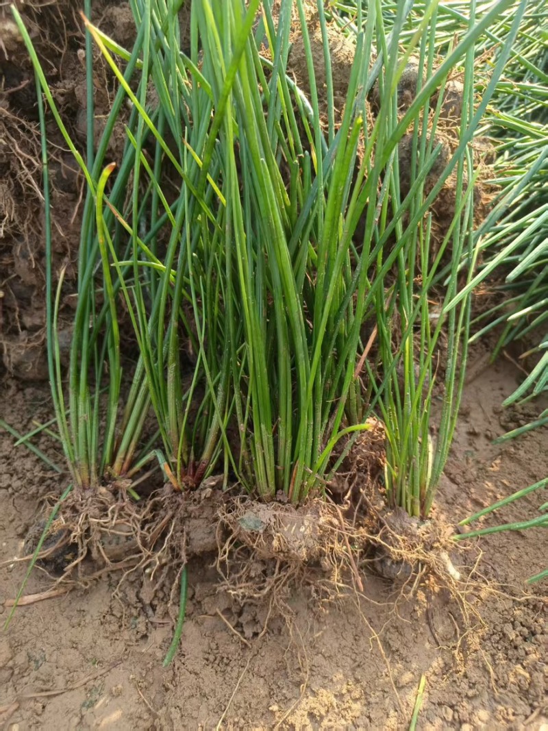 【每日推荐】广西荔浦正宗（荸荠苗）量大从优可视频