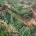 【每日推荐】广西荔浦正宗（荸荠苗）量大从优可视频
